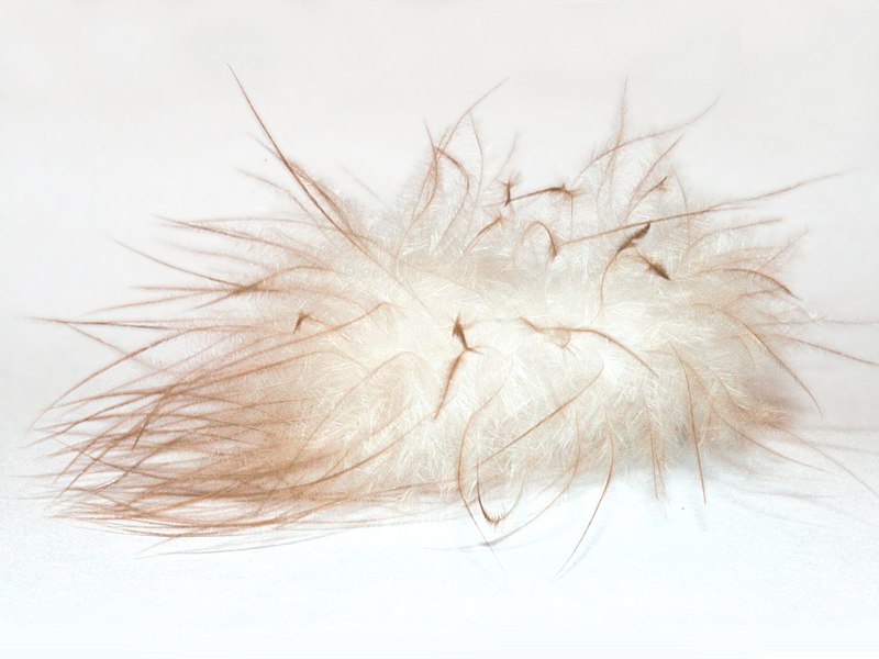 Down Comforters vs Down Alternative: An Eye-Opening Buyer’s Guide (2022) 2 down feather