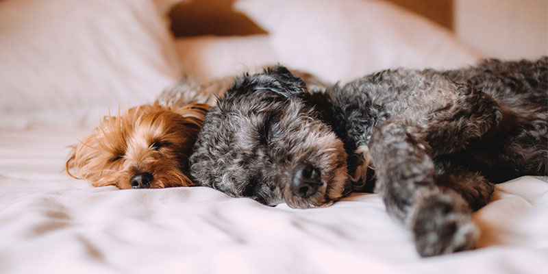 Gravity Blankets (2022 Review): Weighted Hugs for Better Sleep and Comfort 5 good for pets